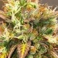thumb of Bruce Banner Auto by WeedSeedsExpress grown by Mosquito