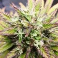 thumb of Bruce Banner Auto by WeedSeedsExpress grown by Mosquito_Haarlem_Holland