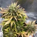 thumb of Bruce Banner Auto by WeedSeedsExpress grown by Mosquito_Haarlem_Holland