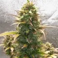thumb of Bruce Banner Auto by WeedSeedsExpress grown by Mosquito_Haarlem_Holland