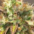 thumb of Bruce Banner Auto by WeedSeedsExpress grown by Mosquito_Haarlem_Holland