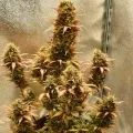 thumb of Bruce Banner Auto by WeedSeedsExpress grown by Mosquito_Haarlem_Holland