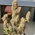 thumb of Bruce Banner Auto by WeedSeedsExpress grown by Mosquito_Haarlem_Holland