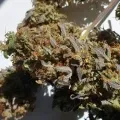 thumb of Bruce Banner Auto by WeedSeedsExpress grown by Mosquito_Haarlem_Holland