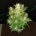 thumb of Bruce Banner Auto by WeedSeedsExpress grown by Rock_n_Roll_Randy