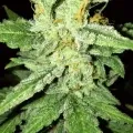 thumb of Bruce Banner Auto by WeedSeedsExpress grown by Rock_n_Roll_Randy