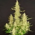 thumb of Bruce Banner Auto by WeedSeedsExpress grown by Rock_n_Roll_Randy