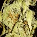 thumb of Bruce Banner Auto by WeedSeedsExpress grown by Rock_n_Roll_Randy