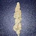 thumb of Bruce Banner Auto by WeedSeedsExpress grown by Rock_n_Roll_Randy