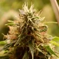 thumb of Bruce Banner by WeedSeedsExpress grown by Silky_smooth