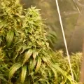 thumb of Bruce Banner by WeedSeedsExpress grown by Silky_smooth