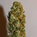 thumb of Bruce Banner by WeedSeedsExpress grown by Silky_smooth