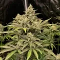 thumb of Bubba Kush Feminized by WeedSeedsExpress grown by WSE