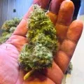thumb of Bubba Kush Feminized by WeedSeedsExpress grown by spyder