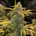 thumb of Bubblegum Feminized by WeedSeedsExpress grown by WSE