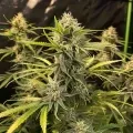 thumb of CBD Critical Mass Autoflower by WeedSeedsExpress grown by WSE