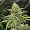 thumb of CBD Critical Mass Autoflower by WeedSeedsExpress grown by WSE