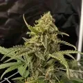 thumb of CBD Express Feminized by WeedSeedsExpress grown by WSE