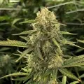 thumb of CBD Express Feminized by WeedSeedsExpress grown by WSE
