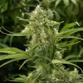 thumb of CBD Kush Feminized by WeedSeedsExpress grown by WSE