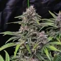 thumb of CBD Purple Kush Auto by WeedSeedsExpress grown by WSE