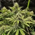 thumb of CBD White Widow Autoflower by WeedSeedsExpress grown by WSE