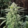 thumb of CBD White Widow Feminized by WeedSeedsExpress grown by WSE