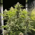 thumb of CBG Citrus Nectar Feminized by WeedSeedsExpress grown by WSE