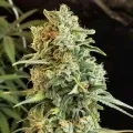 thumb of Cheese Auto by WeedSeedsExpress grown by WSE