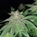 thumb of Cheese Feminized by WeedSeedsExpress grown by Rock_n_Roll_Randy