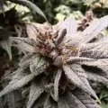 thumb of Cheese Feminized by WeedSeedsExpress grown by Rock_n_Roll_Randy