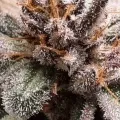thumb of Cheese Feminized by WeedSeedsExpress grown by Rock_n_Roll_Randy
