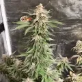 thumb of Cheese Feminized by WeedSeedsExpress grown by Rock_n_Roll_Randy