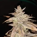 thumb of Cheese Feminized by WeedSeedsExpress grown by Rock_n_Roll_Randy