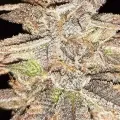 thumb of Cheese Feminized by WeedSeedsExpress grown by Rock_n_Roll_Randy