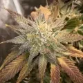 thumb of Cheese Feminized by WeedSeedsExpress grown by Rock_n_Roll_Randy