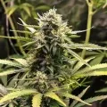 thumb of Chemdawg Feminized by WeedSeedsExpress grown by WSE