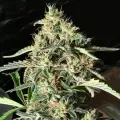 thumb of Cherry AK Feminized by WeedSeedsExpress grown by WSE