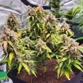 thumb of Cherry Pie Auto by WeedSeedsExpress grown by McBubatz