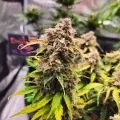 thumb of Cherry Pie Auto by WeedSeedsExpress grown by McBubatz