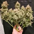 thumb of Cherry Pie Auto by WeedSeedsExpress grown by McBubatz