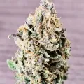 thumb of Cherry Pie Auto by WeedSeedsExpress grown by McBubatz