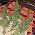 thumb of Cherry Pie Auto by WeedSeedsExpress grown by bob29