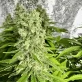 thumb of Chiquita Banana by WeedSeedsExpress grown by RebelMove