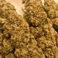 thumb of Chiquita Banana by WeedSeedsExpress grown by RebelMove