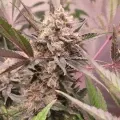 thumb of Chiquita Banana by WeedSeedsExpress grown by Theia