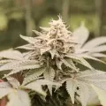 thumb of Chiquita Banana by WeedSeedsExpress grown by Theia