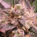 thumb of Chiquita Banana by WeedSeedsExpress grown by Theia