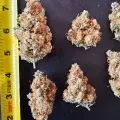thumb of Chocolope Feminized by WeedSeedsExpress grown by Chris