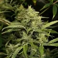 thumb of Chocolope Feminized by WeedSeedsExpress grown by WSE